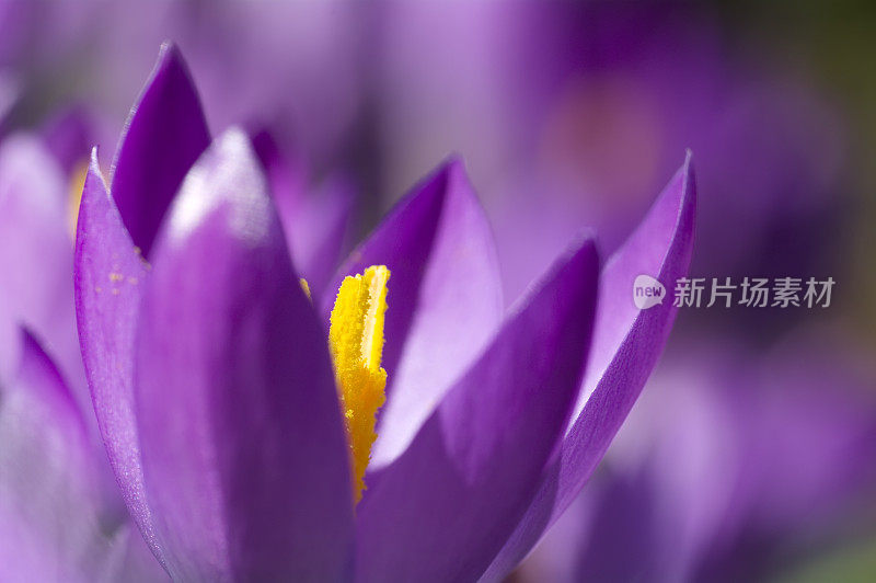 紫色春番红花(C. vernus)在特写